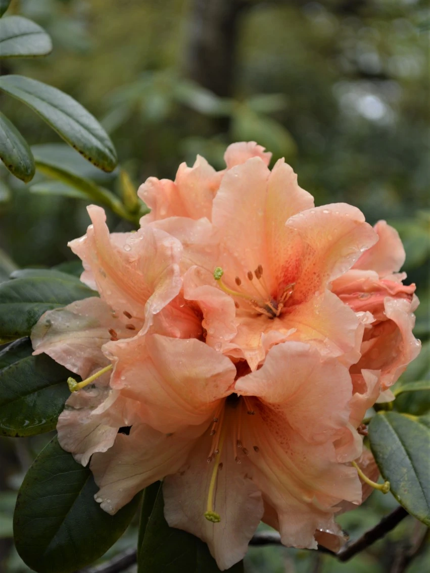 'Apricot Fantasy'